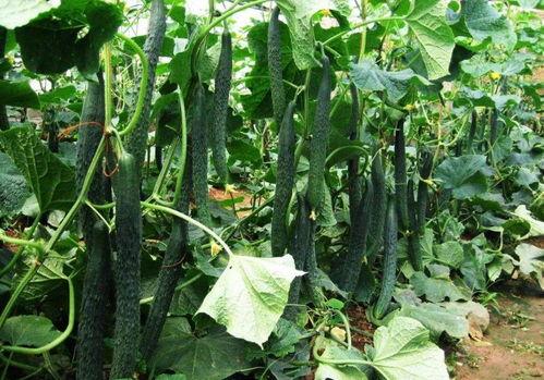 黑料吃瓜网apk普通安装 